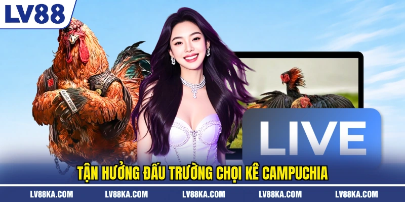 Tận hưởng đấu trường chọi kê Campuchia